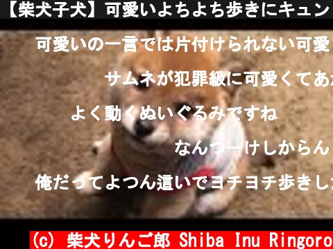 【柴犬子犬】可愛いよちよち歩きにキュン！ shiba inu puppy  (c) 柴犬りんご郎 Shiba Inu Ringoro